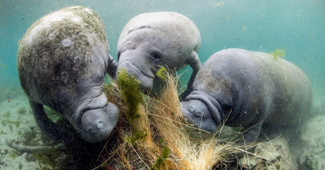 Manatíes de la Florida mueren aceleradamente