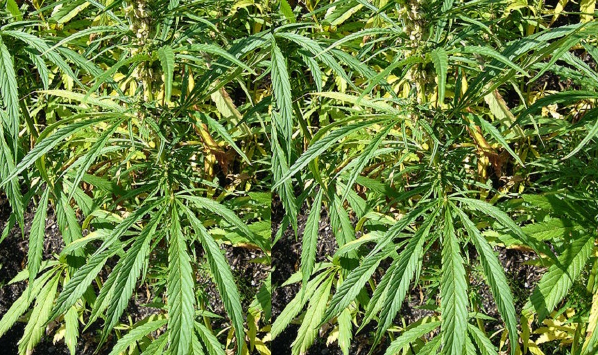 15 plantas de marihuana fueron encontradas 