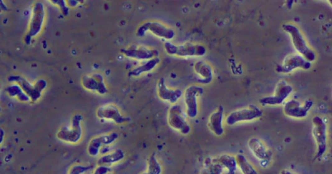 Ameba comecerebros Naegleria fowleri