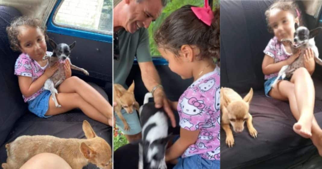 Dos cachorros chihuahuas que fueron robados en La Habana ya están con sus legítimos dueños.