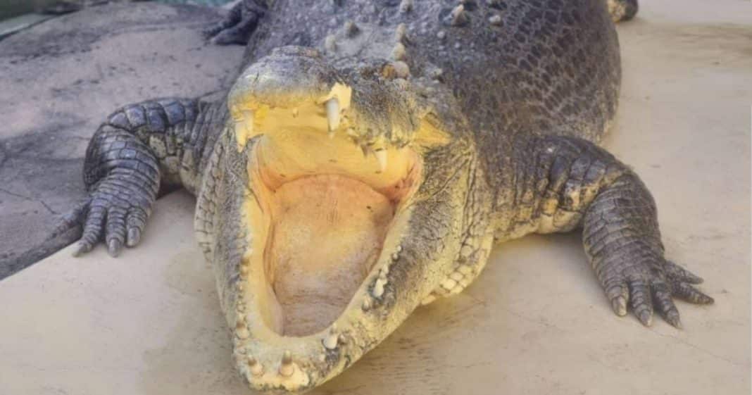 Burt, el cocodrilo protagonista de la película 