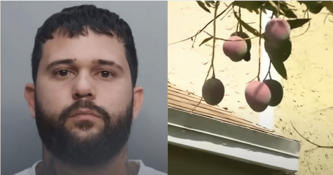 Otra vez los mangos de una propiedad tientan a otro y ahí mismo se genera el conflicto