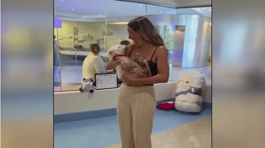 Una familia en Miami se reencuentra con su perro, perdido hacía ya 4 años.