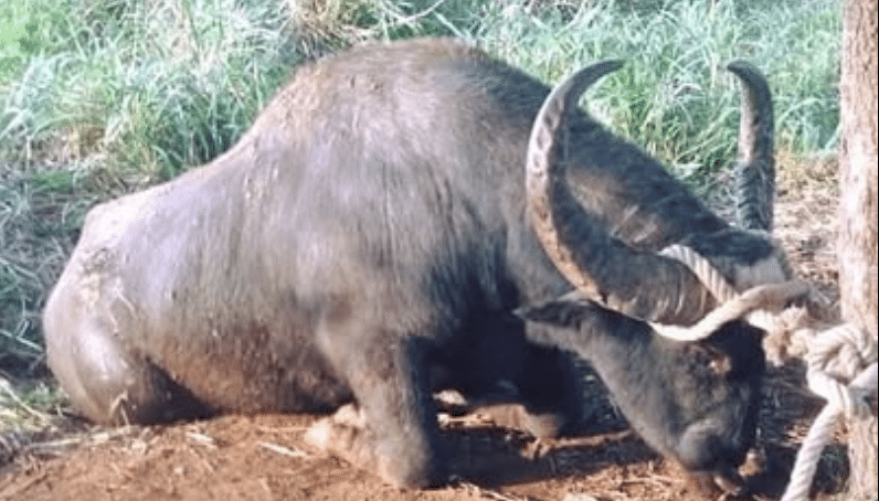El toro que desafió a los guajiros en Motembo, Villa Clara.