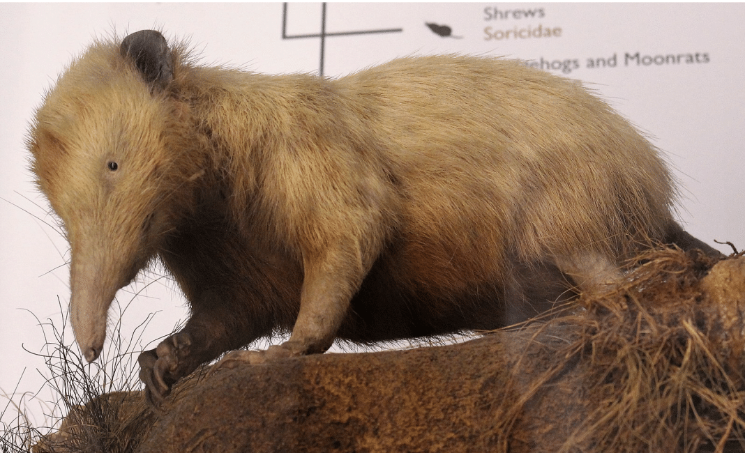 El almiquí cubano, el único animal que vivió con los dinosaurios en Cuba
