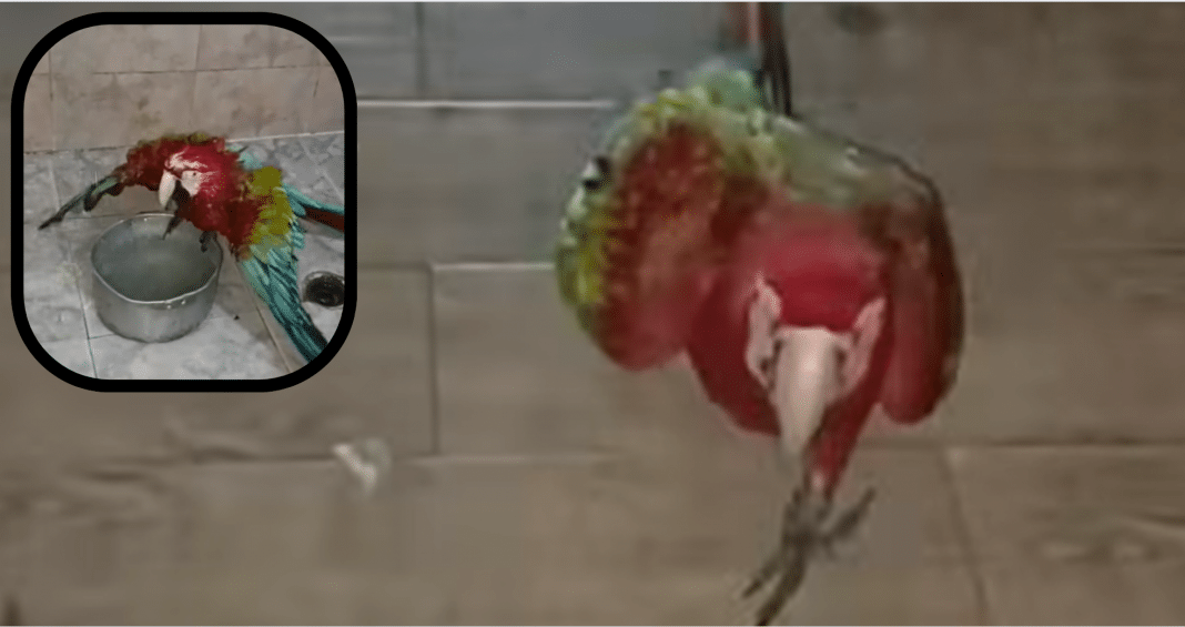 Guacamayo que interpreta a Miriam Hernández y a Amanda Miguel