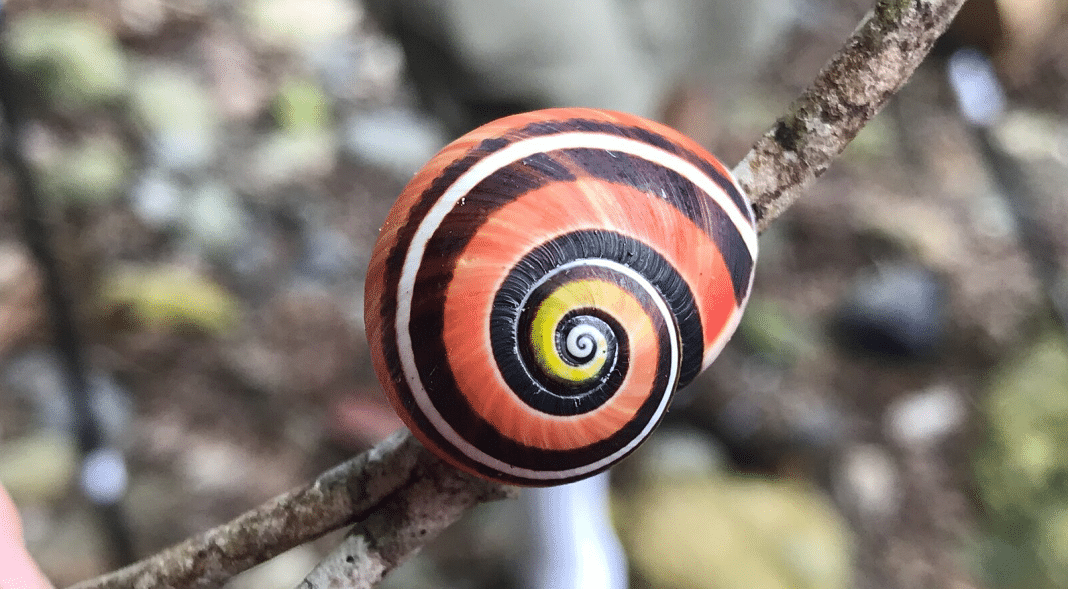 Los caracoles polimita de Cuba, son considerados los más bellos del planeta