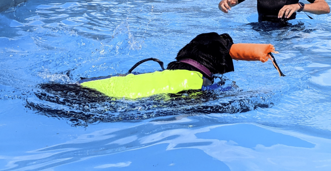 Cuba, un perro que salva vidas en un lago en Italia