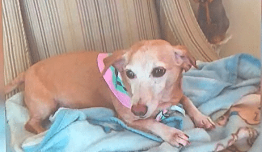 Bam Bam la mascota robada