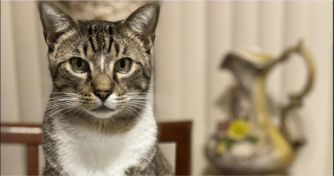Este gato se perdió en Hialeah y ofrecen una fabulosa recompensa por su captura