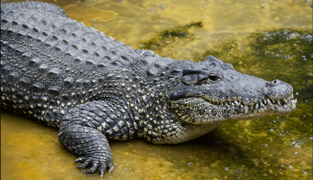 Cocodrilo cubano que murió en el año 2022 en el Smithsonian's National Zoo & Conservation Biology Institute .