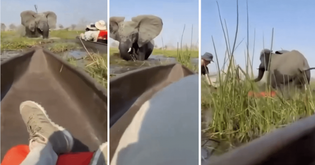 Elefanta ataca a Turistas en Bostwana