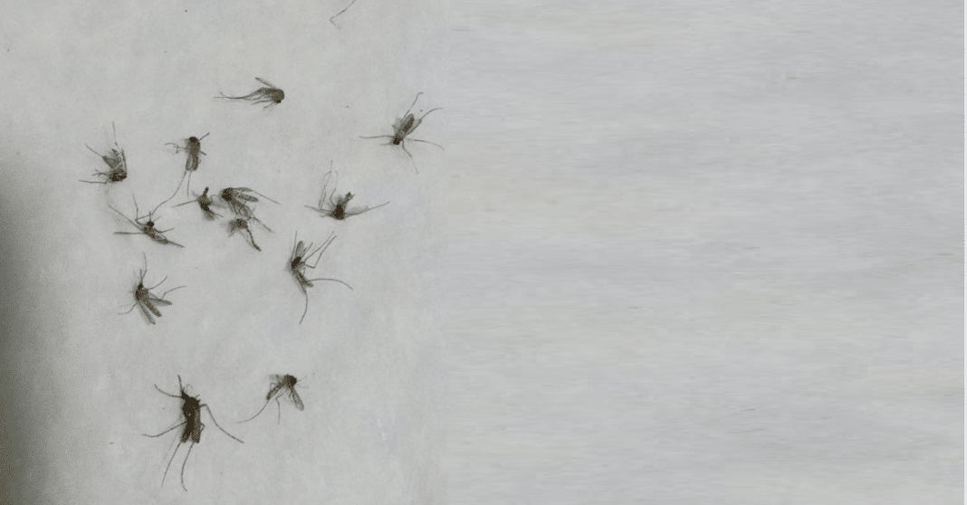 Mosquitos transmisores del Chikungunya