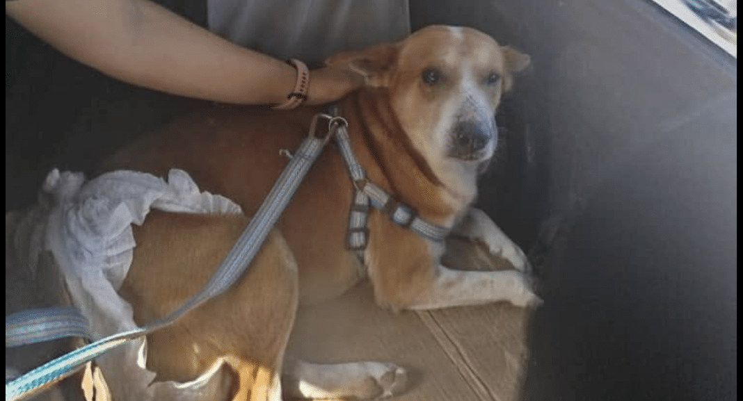 Protección animal en Cuba: La historia del perrito Duque