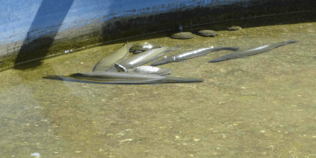 El manjuarí está en peligro de extinción en Cuba