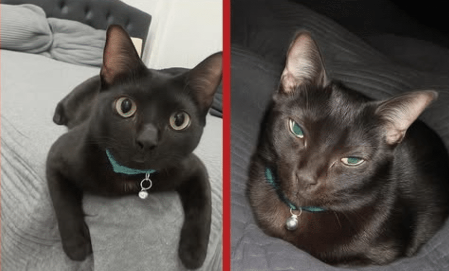 Bienestar Animal Cuba (BAC) lanza una serie de denuncias sobre el maltrato animal en Cuba