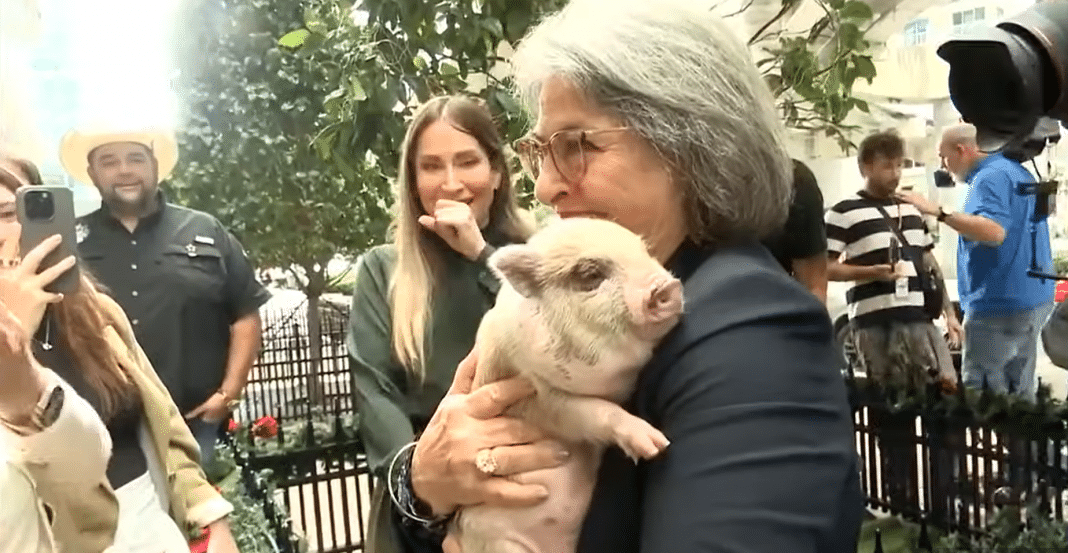 Alcaldesa de Miami-Dade le perdona la vida a un cerdito llamado 