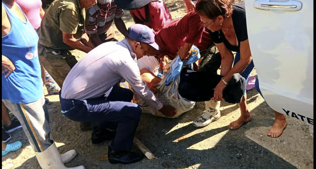 Campesino cubano sobrevive a la caída de una palma en Yateras, Guantánamo.
