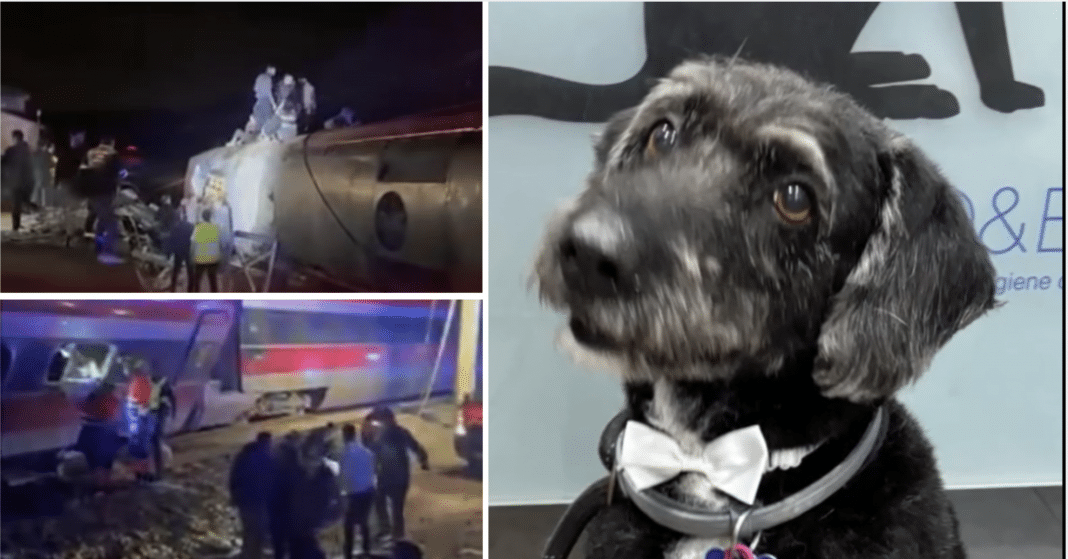 testimonios desde España sobre el accidente de trenes ocurridos en Adamuz, Córdoba