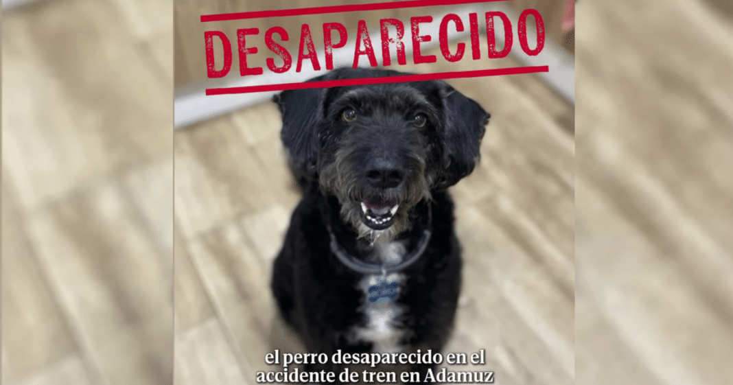 Continua desaparecido Boro, el perro de familia que escapó del accidente de tránsito en Adamuz, Córdoba.
