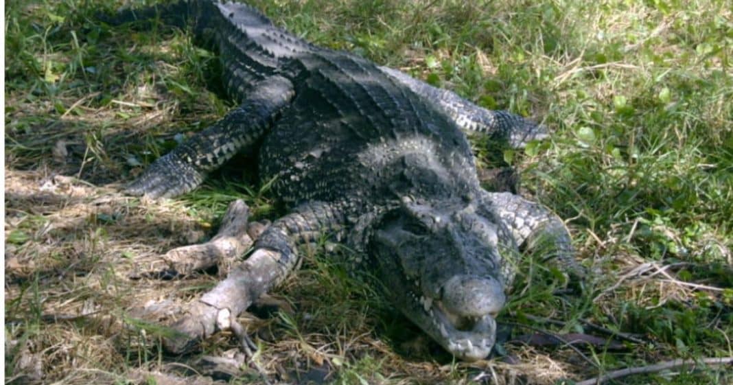 Un ejemplar de Cocodrilo cubano similar a este, se escapó en el Zoológico de Caibarién.