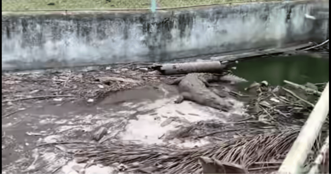 Cocodrilo de zoológico de Caibarién fue presuntamente ultimado para consumo humano.
