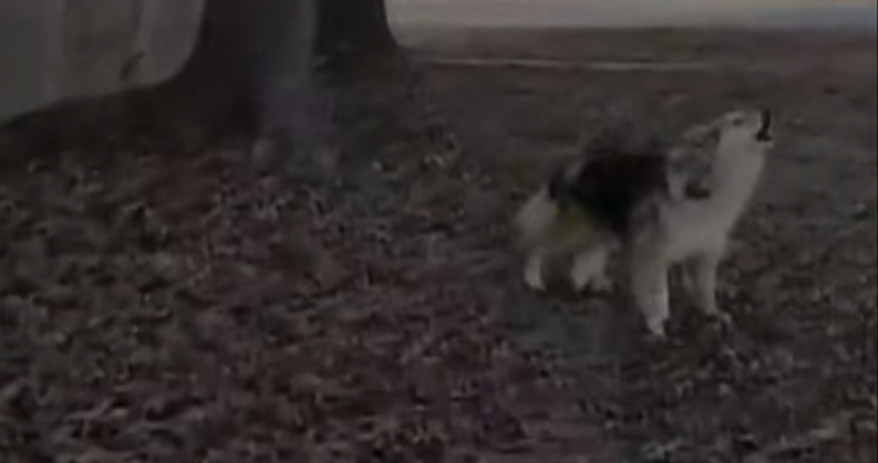 Un perro ayuda a la policía para que encontrasen a un niño reportado como desaparecido.