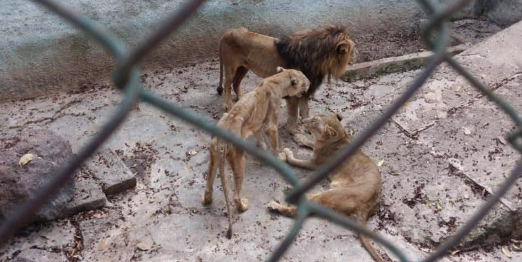Denuncian maltrato y desnutrición de leones en zoológico de Camagüey, Cuba