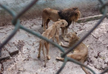 ¡Famélicos! Leones del zoológico de Camagüey dan más pena que miedo Denuncian maltrato y desnutrición de leones en zoológico de Camagüey, Cuba