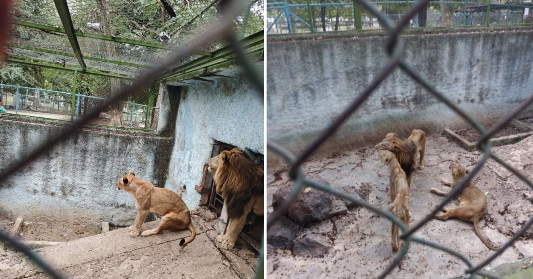 Leones del Zoológico de Camagüey siguen en centro de debate
