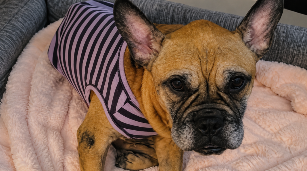 Perra Miracle Fort Lauderdale en recuperación: bulldog francés rescatado de Walgreens en Broward Boulevard en mayo 2026