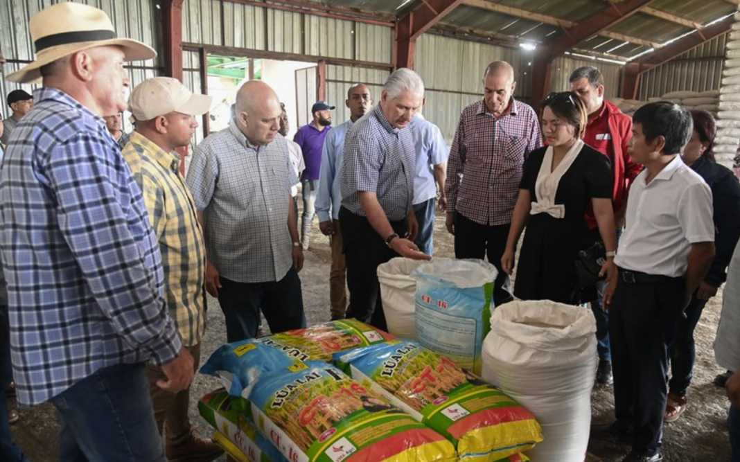 Díaz-Canel promete arroz hasta para hacer arroz con leche.