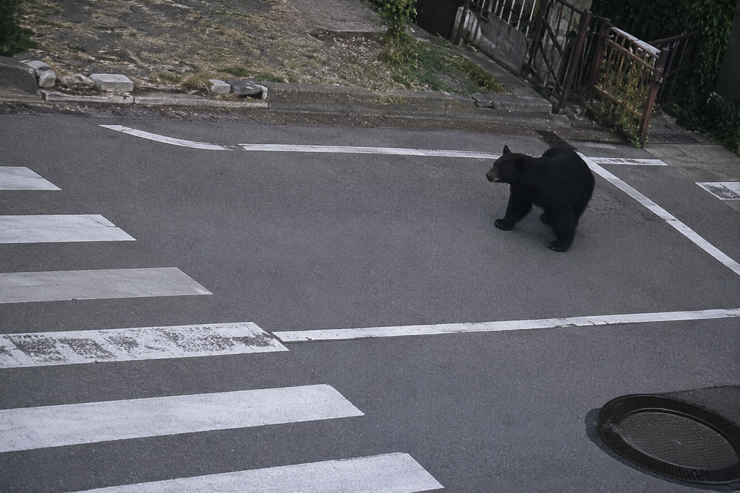 Oso en Japón se escapa y arremete contra personas, dejando 4 heridos