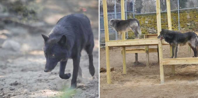 Cuidadoras de zoológico son atacadas por lobos