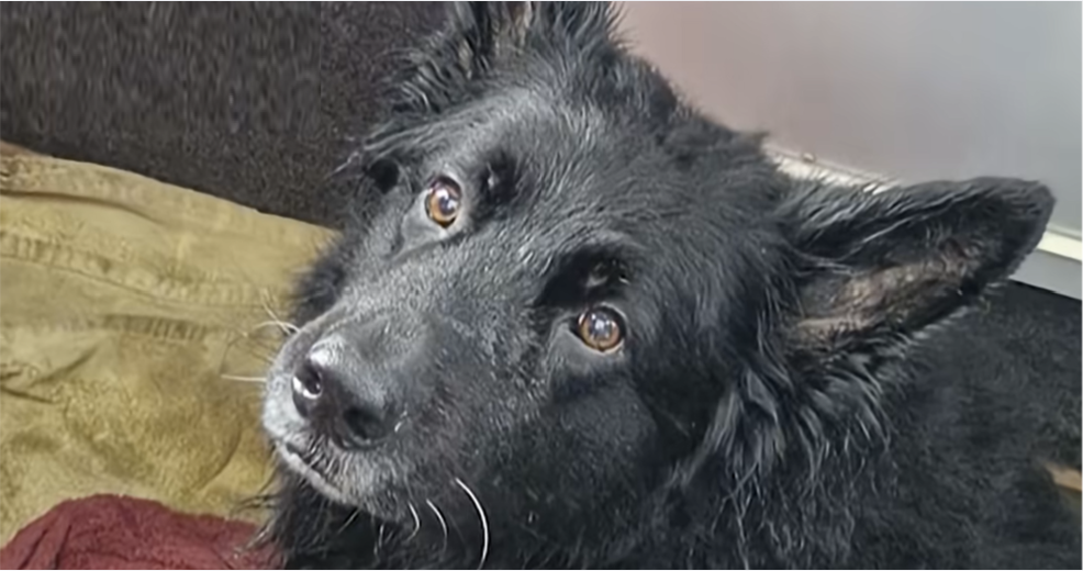 Bruce, el perro pastor alemán que se fue a navegar solo