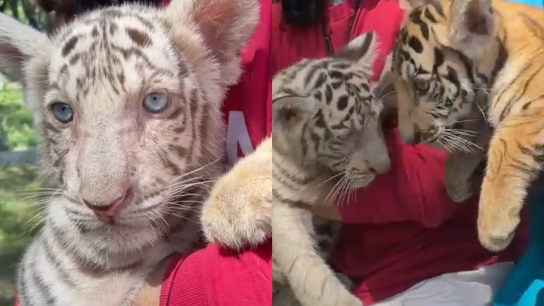 Tigre blanco