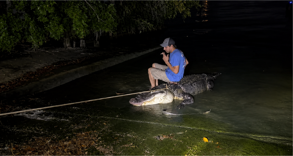 Trampero Tim DeRamus junto al caimán de 13 pies capturado en Nassau Bay, Texas