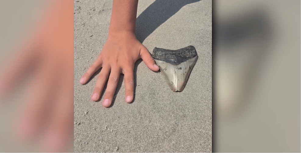 Familia de Pennsilvania halla diente de un megalodón en la playa