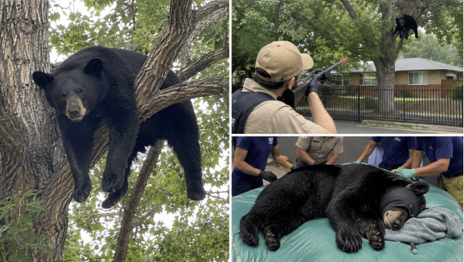 Oso negro se sube a un árbol en Denver pero quedó atascado entre las ramas