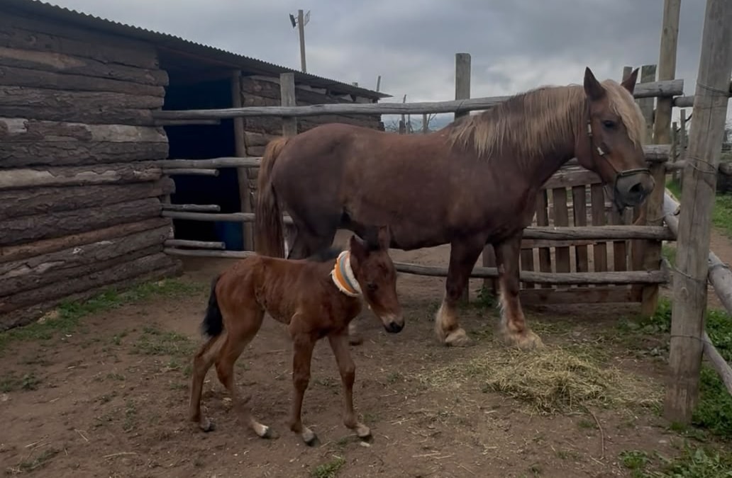 Dos científicos cubanos hacen historia al lograr clonar un caballo